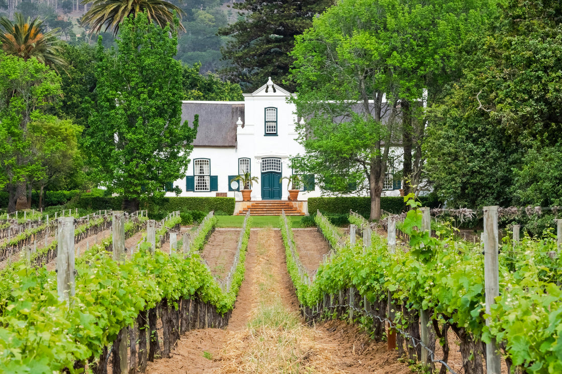 The Best South African Wines: Our Top 10 Picks